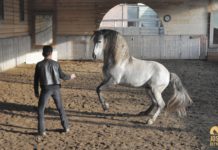 “L’Art équestre sans mors” – Jossy Reynvoet: interview exclusive par Weltexpress