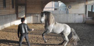 “L’Art équestre sans mors” – Jossy Reynvoet: interview exclusive par Weltexpress