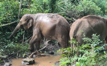 Un voyage pas comme les autres – Expédition scientifique à la rencontre des éléphants sauvages du nord-ouest de la Thaïlande