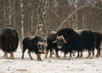 La population de bœufs musqués déplacés en Iakoutie est multipliée par 42