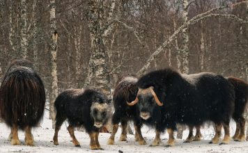 La population de bœufs musqués déplacés en Iakoutie est multipliée par 42