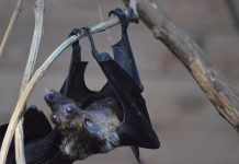 Des chercheurs chinois découvrent un nouveau coronavirus de chauve-souris similaire au COVID-19