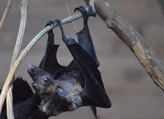 Des chercheurs chinois découvrent un nouveau coronavirus de chauve-souris similaire au COVID-19