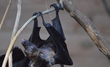 Des chercheurs chinois découvrent un nouveau coronavirus de chauve-souris similaire au COVID-19