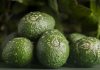 Des avocats bio de la forêt tropicale au Fruit Logistica ?