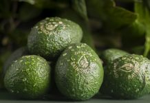 Des avocats bio de la forêt tropicale au Fruit Logistica ?