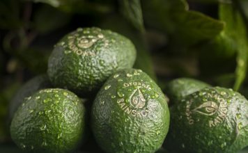 Des avocats bio de la forêt tropicale au Fruit Logistica ?