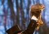 Six semaines d’hiver supplémentaires – La prophétie de Punxsutawney Phil