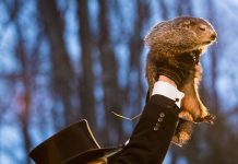 Six semaines d’hiver supplémentaires – La prophétie de Punxsutawney Phil