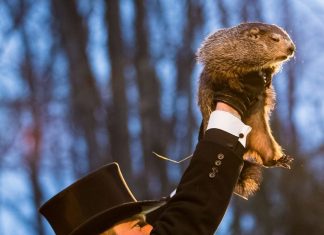 Six semaines d’hiver supplémentaires – La prophétie de Punxsutawney Phil
