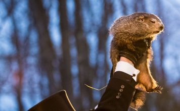 Six semaines d’hiver supplémentaires – La prophétie de Punxsutawney Phil