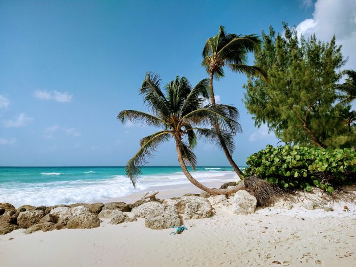 Work and holidays under palm trees on a sandy beach in Barbados in the Caribbean, more precisely: at Sandals Royal Barbados. © 2020, Münzenberg Medien, photo/caption: Stefan Pribnow