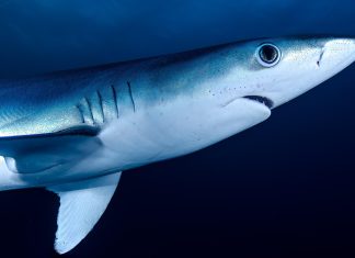 En 1973, le requin de la finance italien Michele Sindona était célébré comme « le plus éminent représentant de la libre entreprise ».