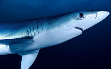 En 1973, le requin de la finance italien Michele Sindona était célébré comme « le plus éminent représentant de la libre entreprise ».