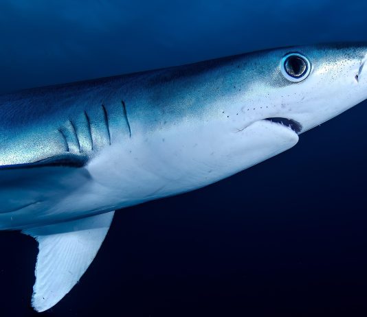 En 1973, le requin de la finance italien Michele Sindona était célébré comme « le plus éminent représentant de la libre entreprise ».