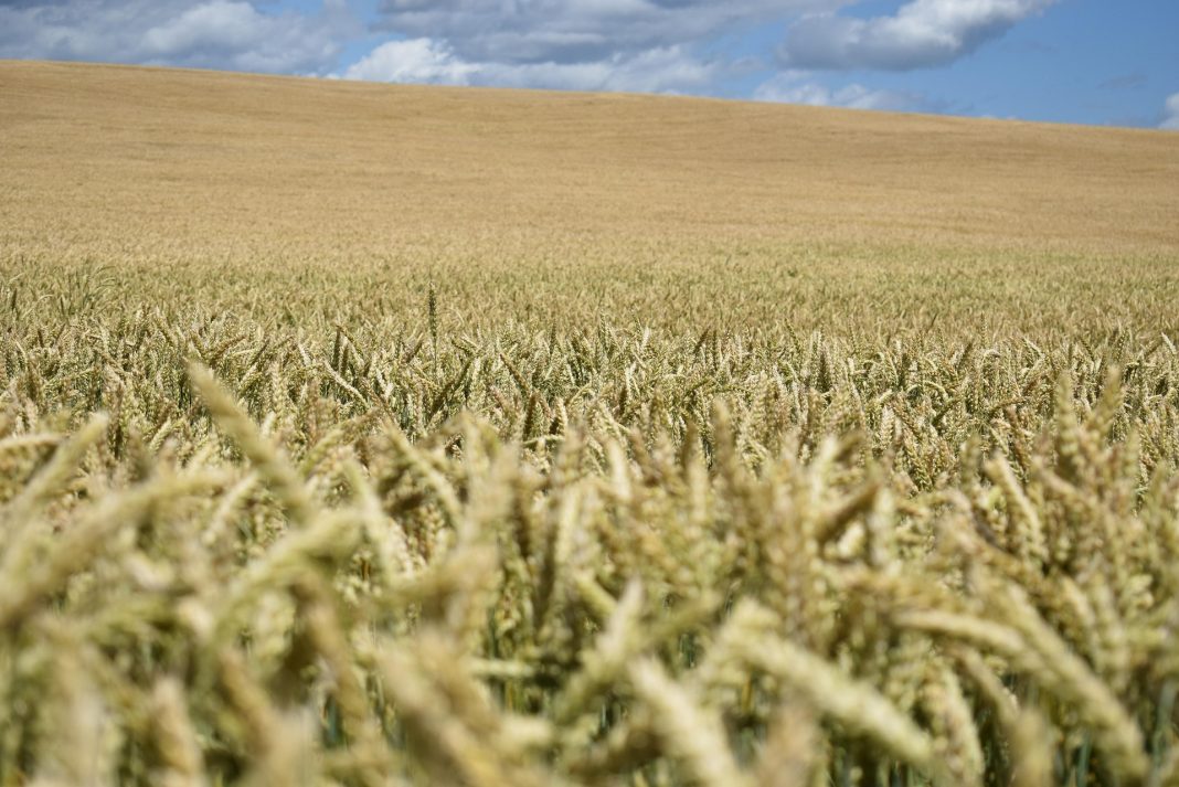Céréales. Source : Pixabay, photo : Aandrey Braynsk