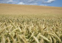 Le marché des engrais et celui de l’alimentation sont-ils sous le feu des critiques ?