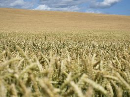 Le marché des engrais et celui de l’alimentation sont-ils sous le feu des critiques ?