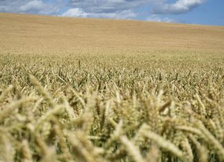 Le marché des engrais et celui de l’alimentation sont-ils sous le feu des critiques ?